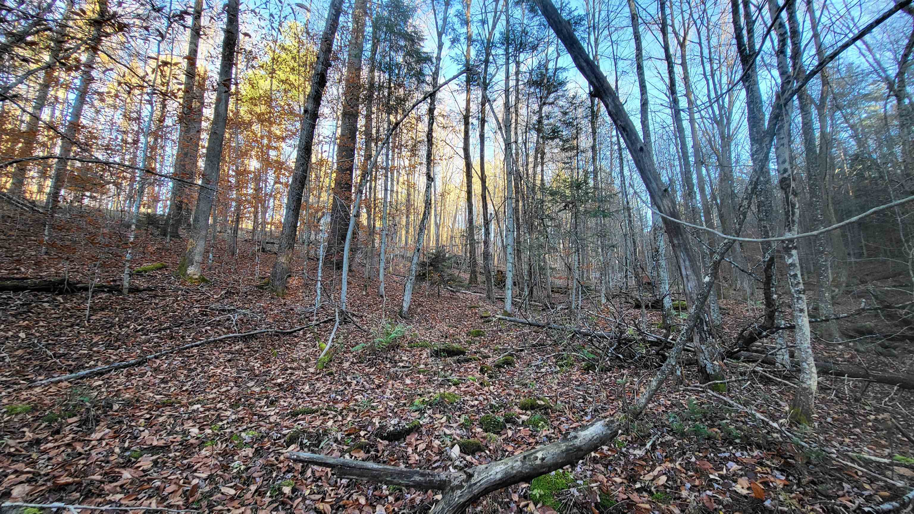 535 Collar Hill Road photo 8