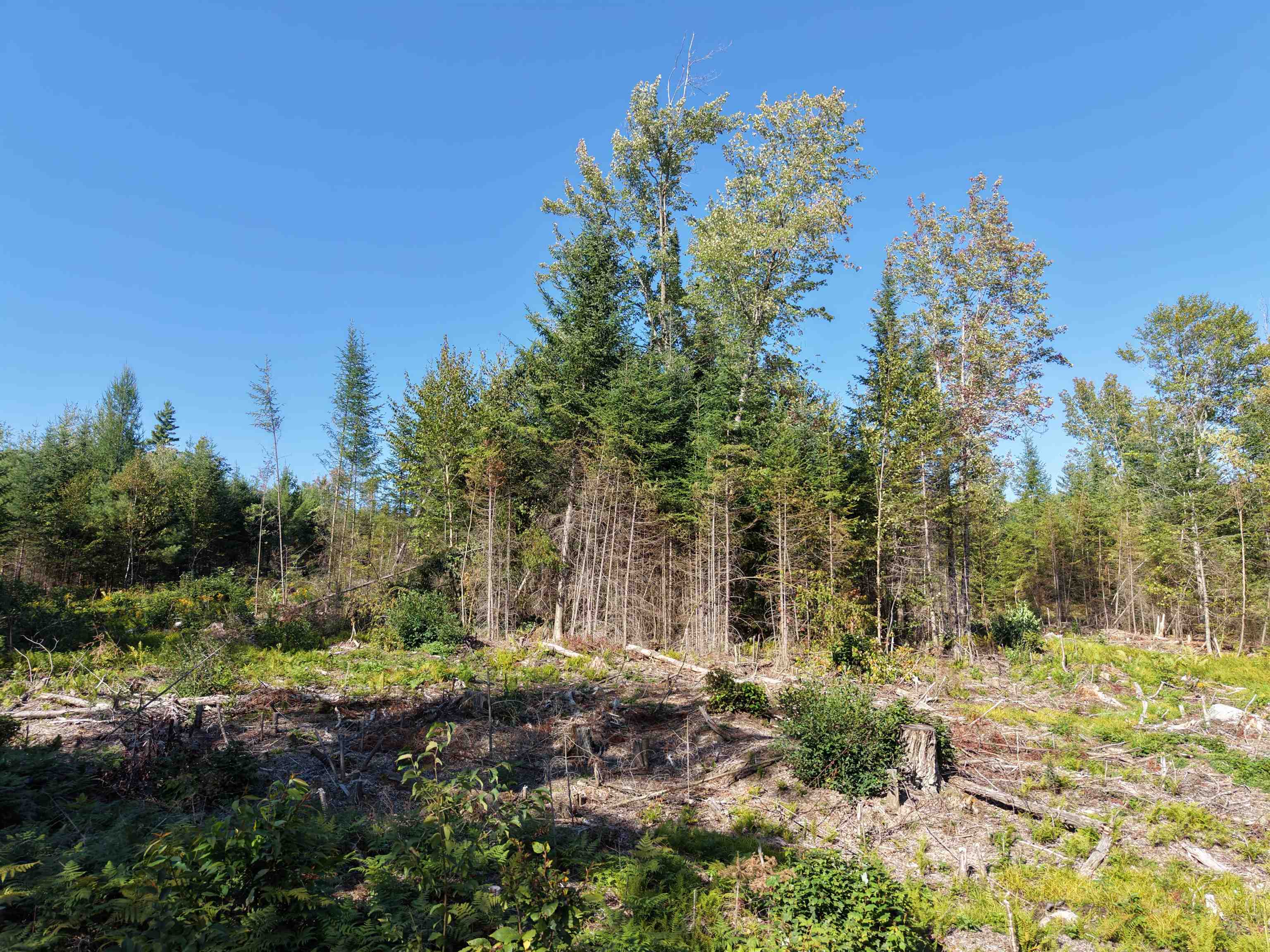 0000 Morin Road photo 7