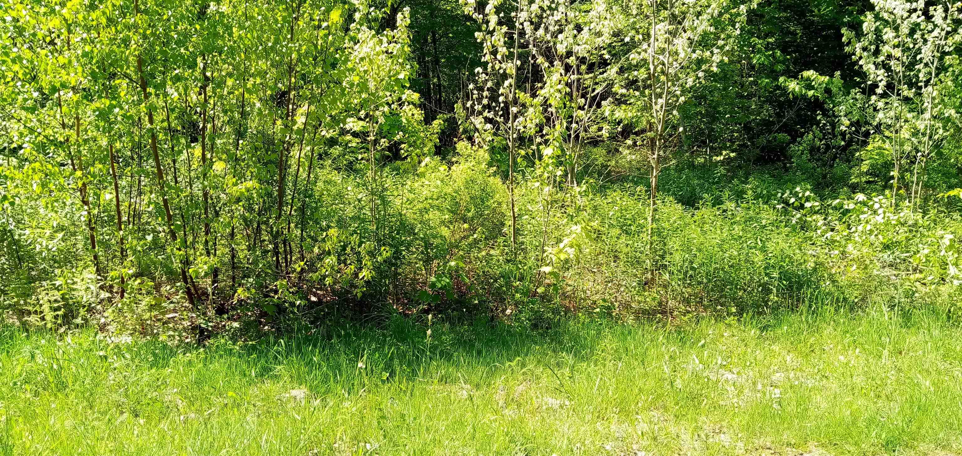 near 0 Route 15 Wolcott, VT 05680 Property 4