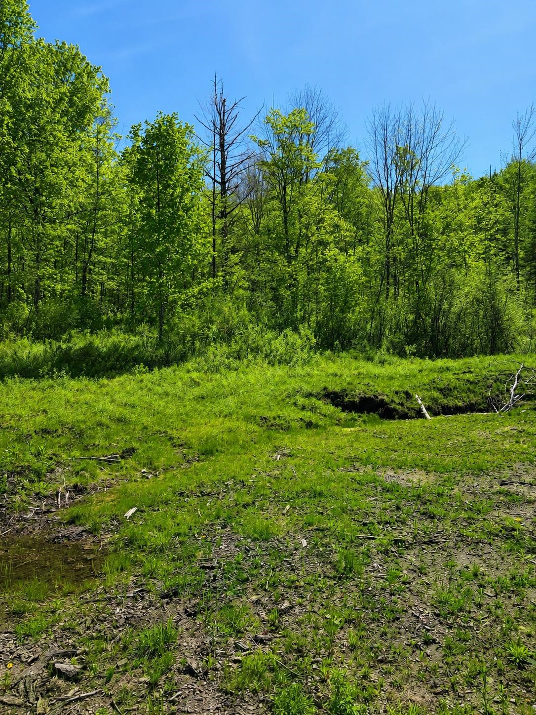 near 00 Watson Road Walden, VT 05843 Property 1