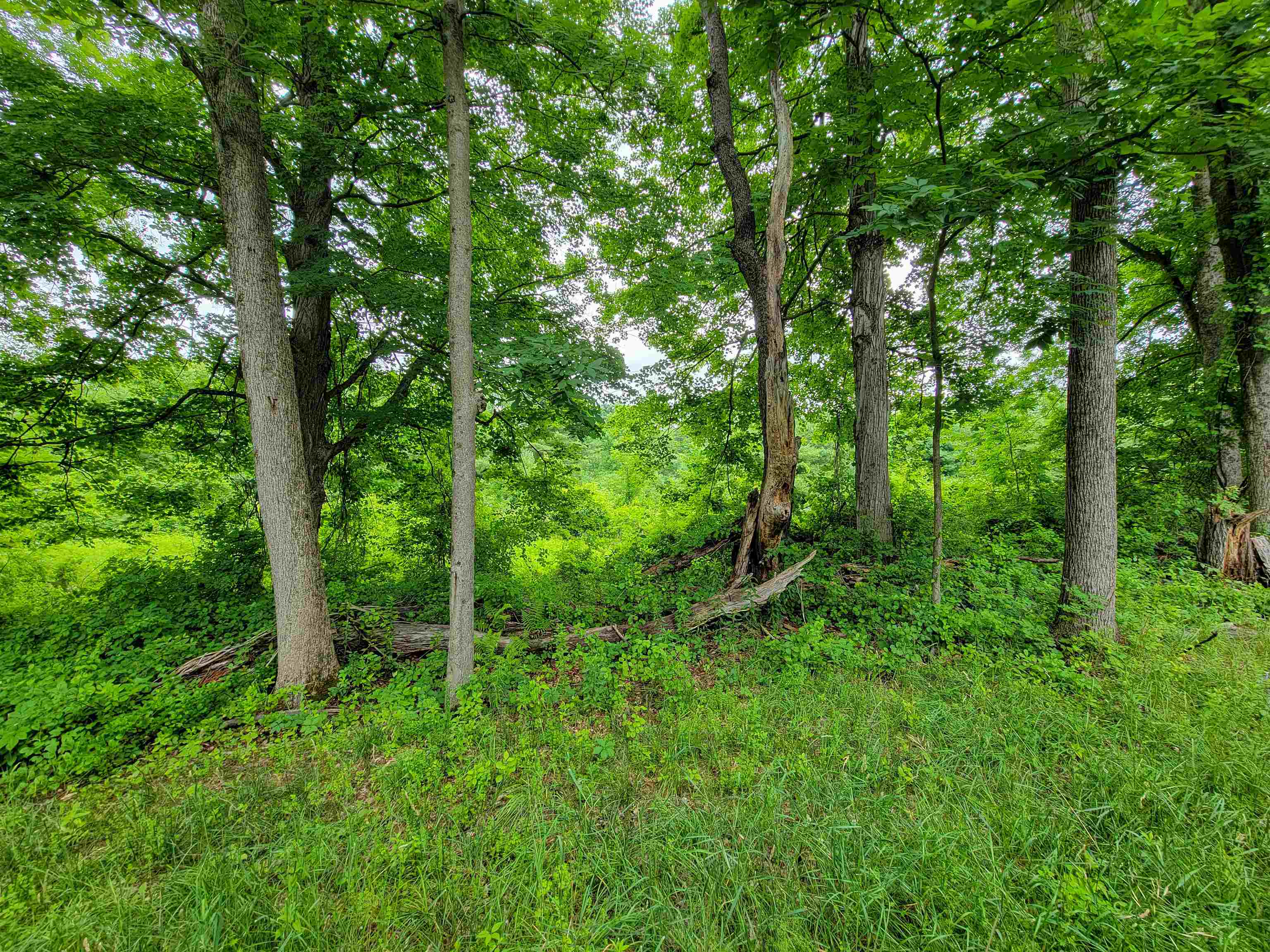 399 Bard Road photo 19