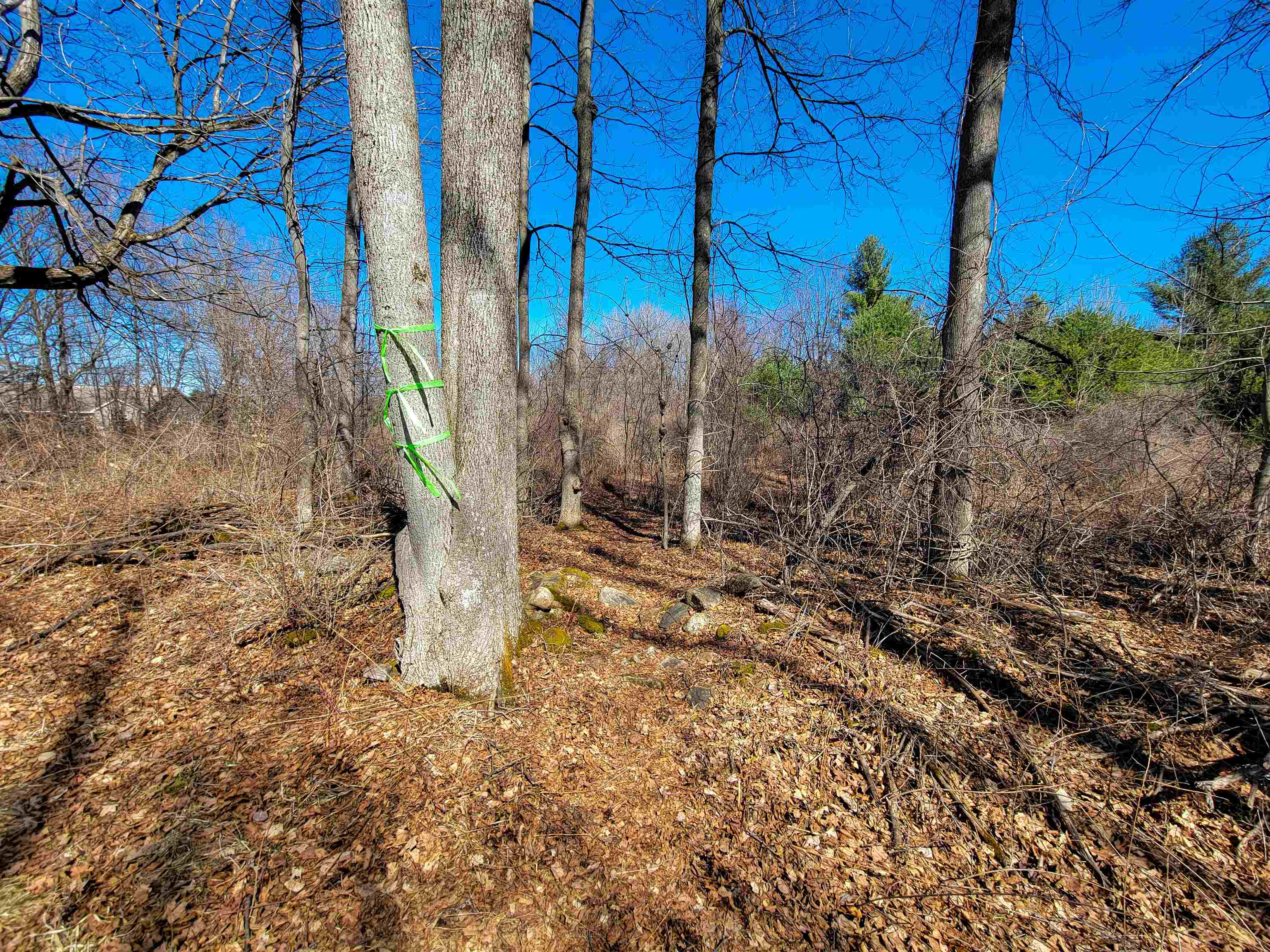 399 Bard Road photo 27