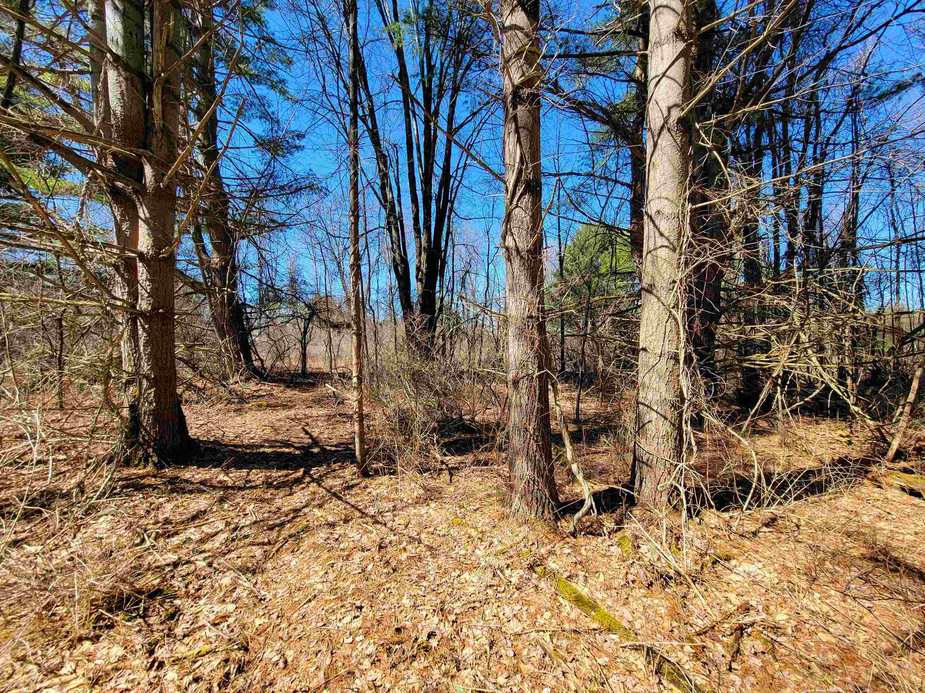 399 Bard Road photo 43