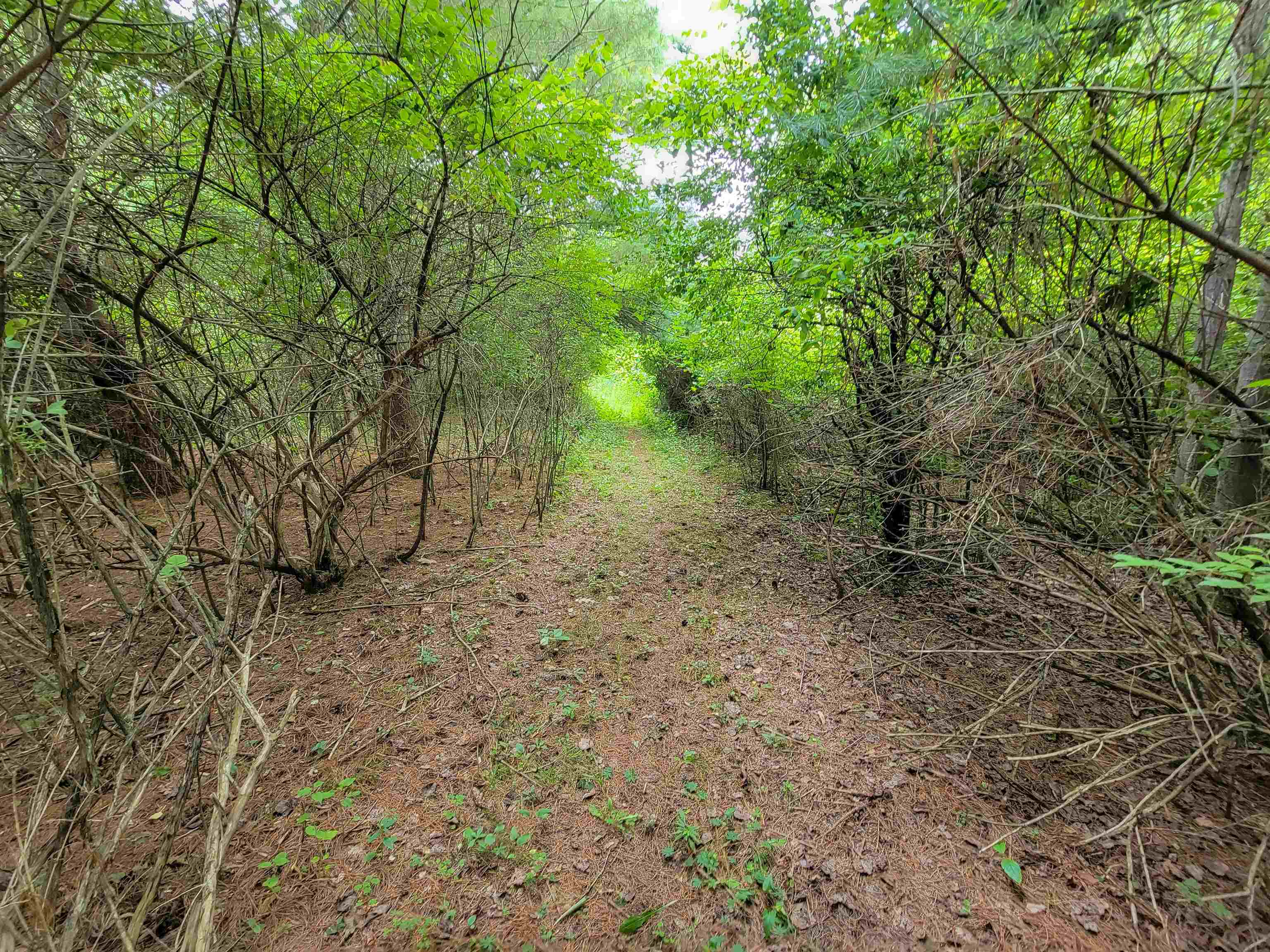 399 Bard Road photo 45