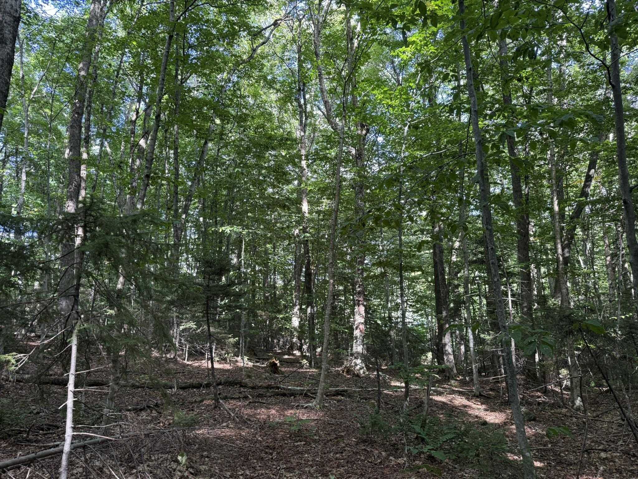 45 Buckboard Drive photo 10
