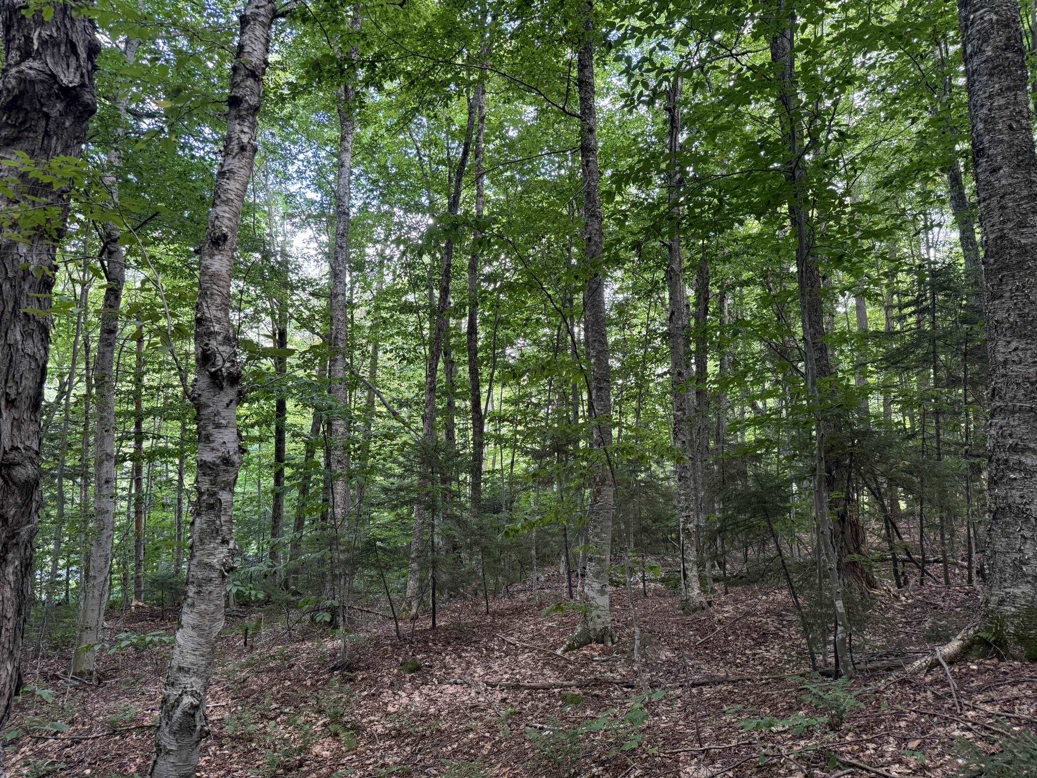 45 Buckboard Drive photo 12
