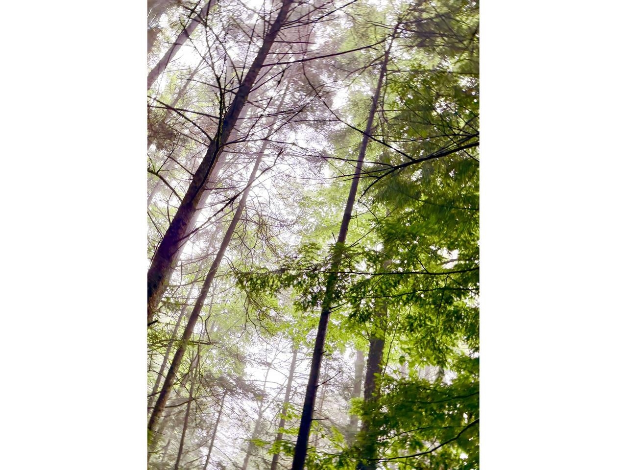 00 Wood Road photo 3
