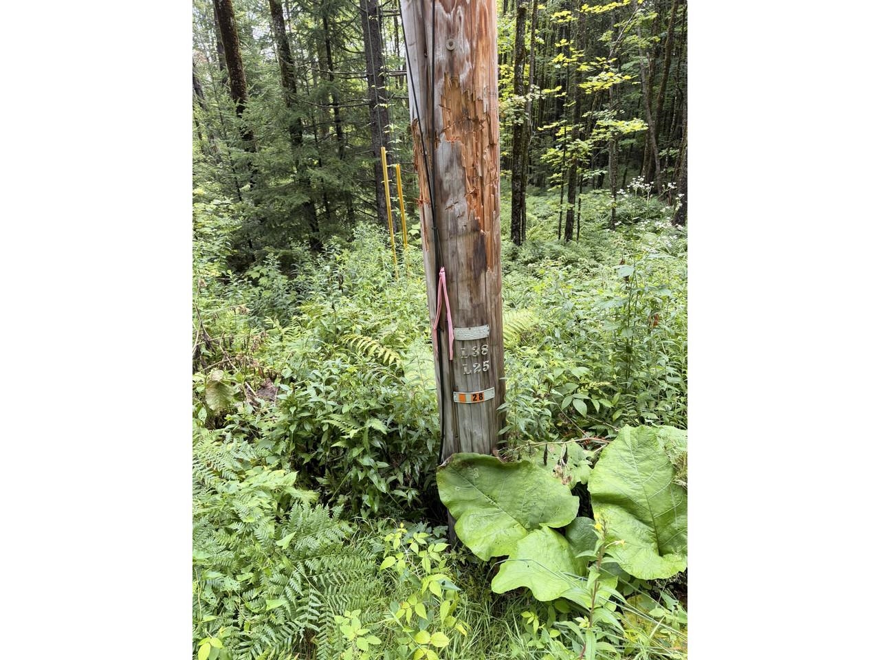 00 Wood Road photo 6