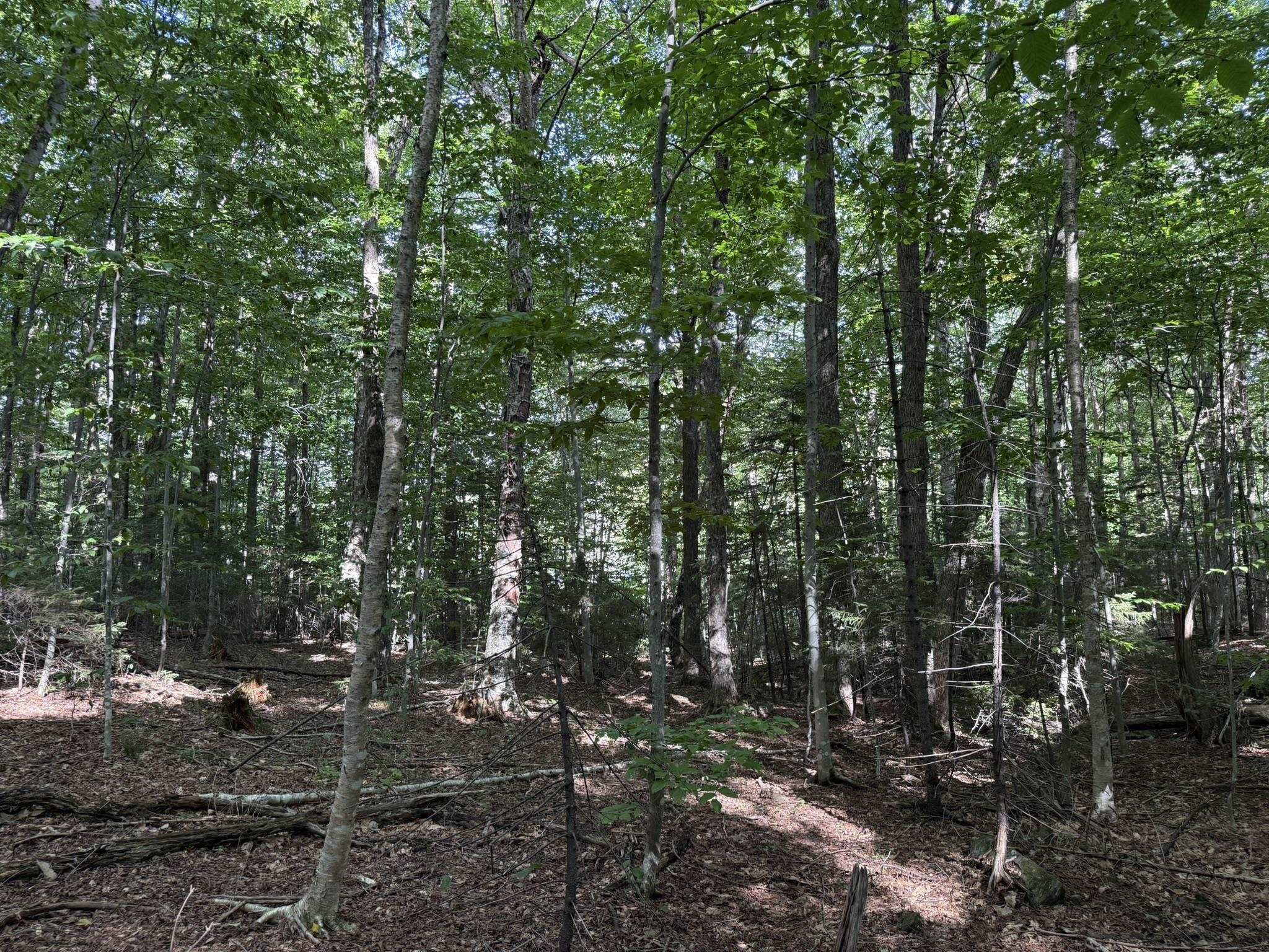 45 Buckboard Drive photo 8