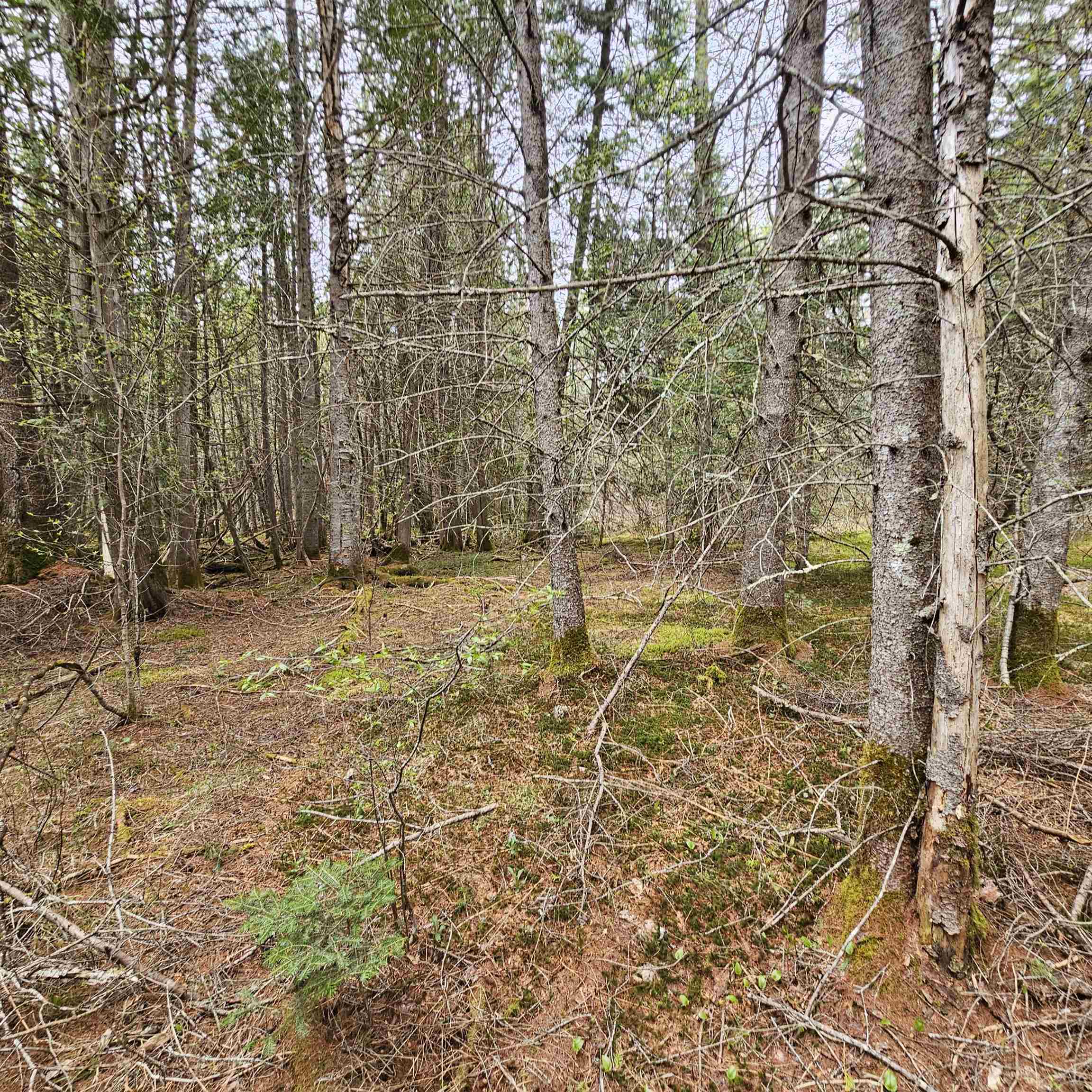near 0 Burke Green Road Burke, VT 05832 Property 1