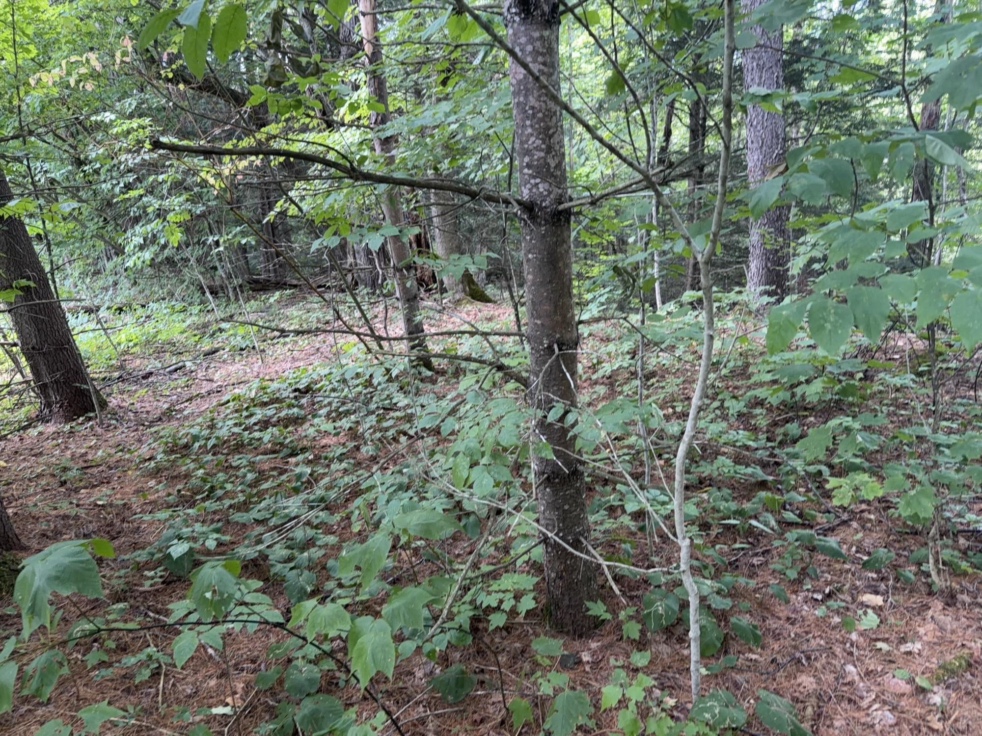 0 Route 242 Road photo 10