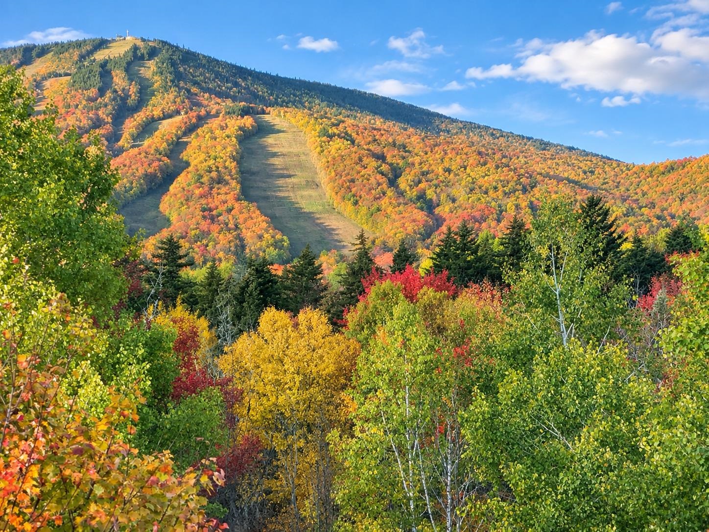 17A Silver Birch photo 37
