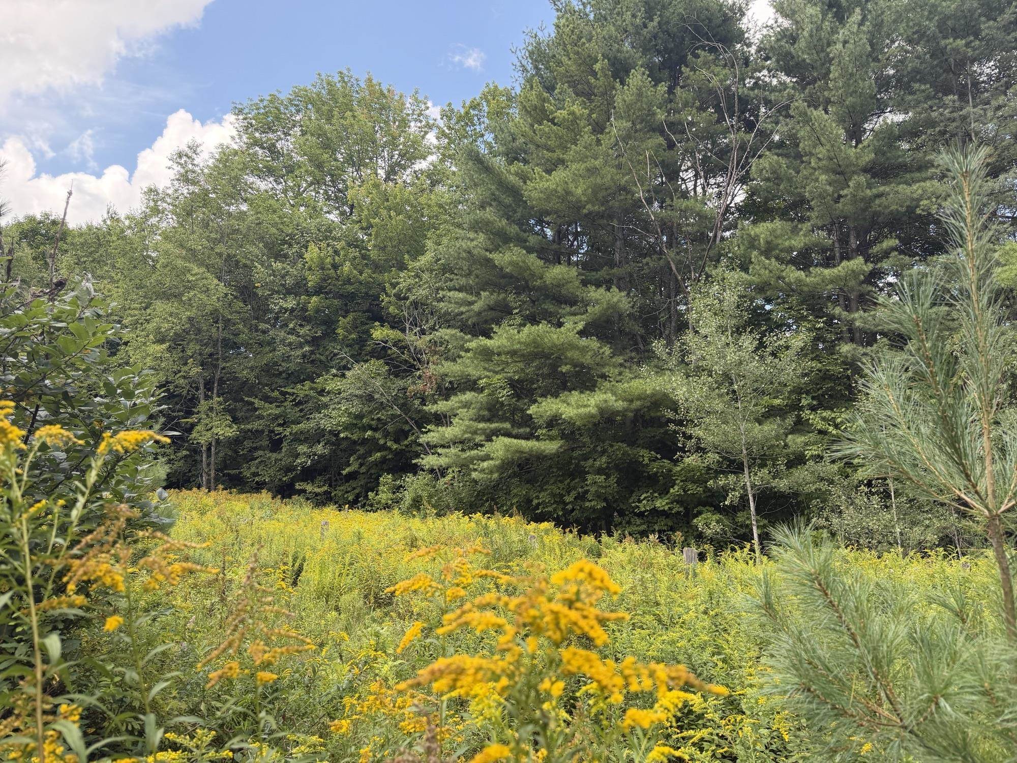0 Route 242 Road photo 5
