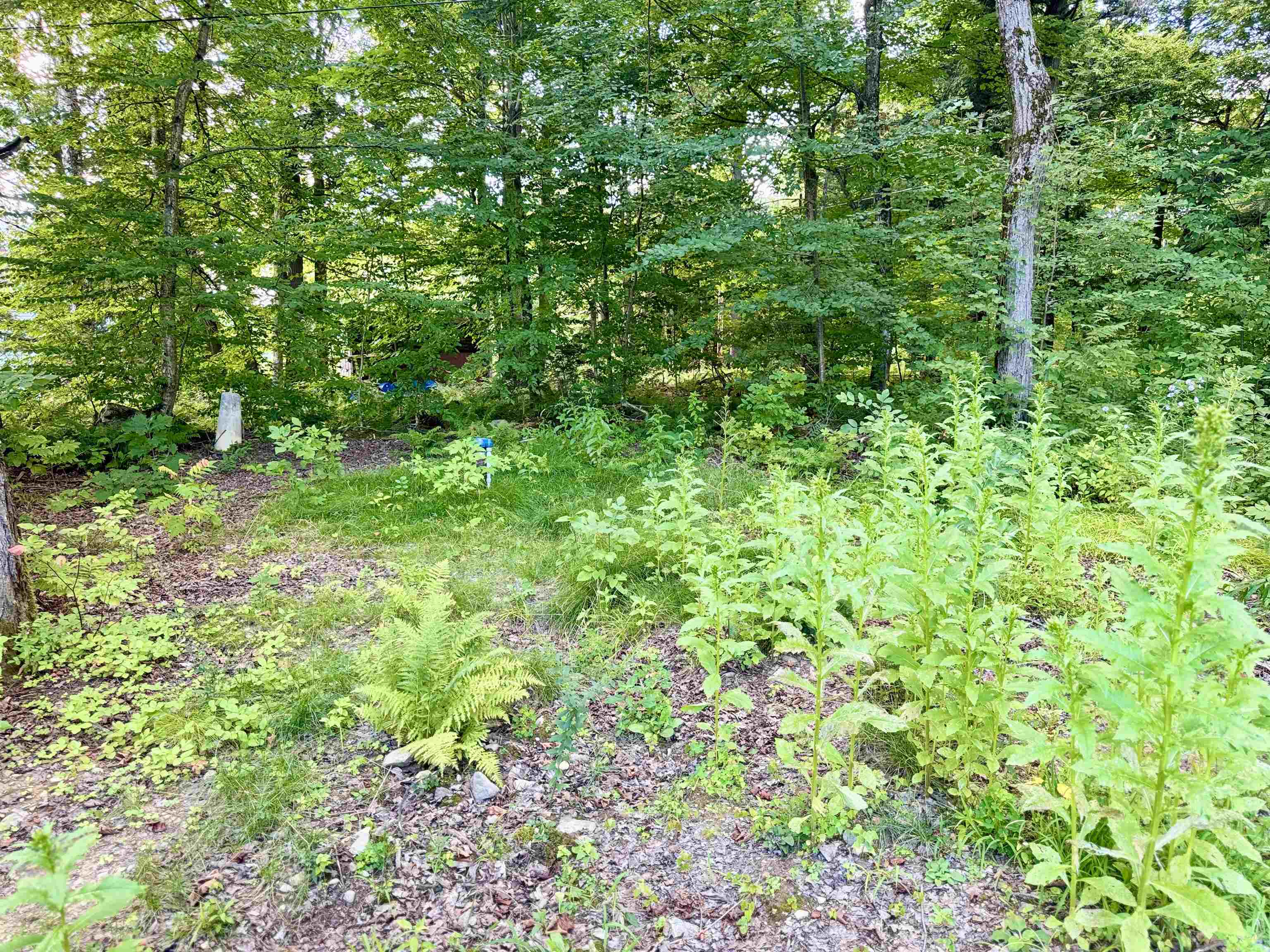 145 Shore Road photo 42