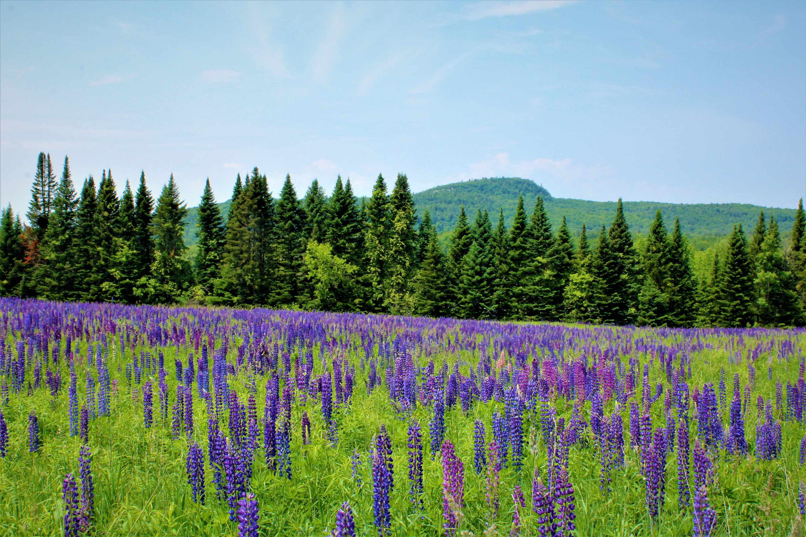 near 350 Rte 7 South Milton, VT 05468 Property 2 near 350 Rte 7 South Milton, VT 05468 Property 2