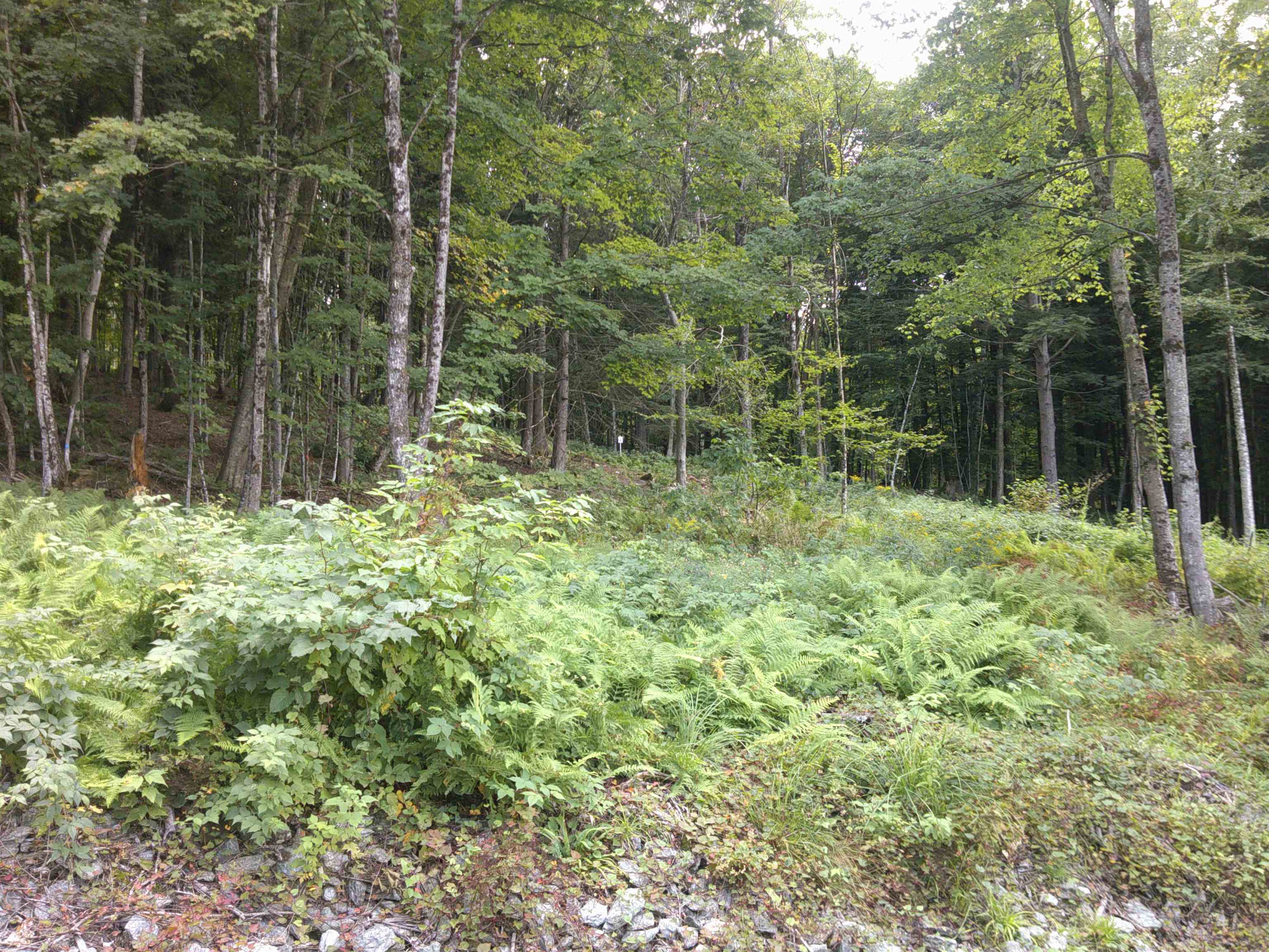 0 Dogwood Springs Road photo 11