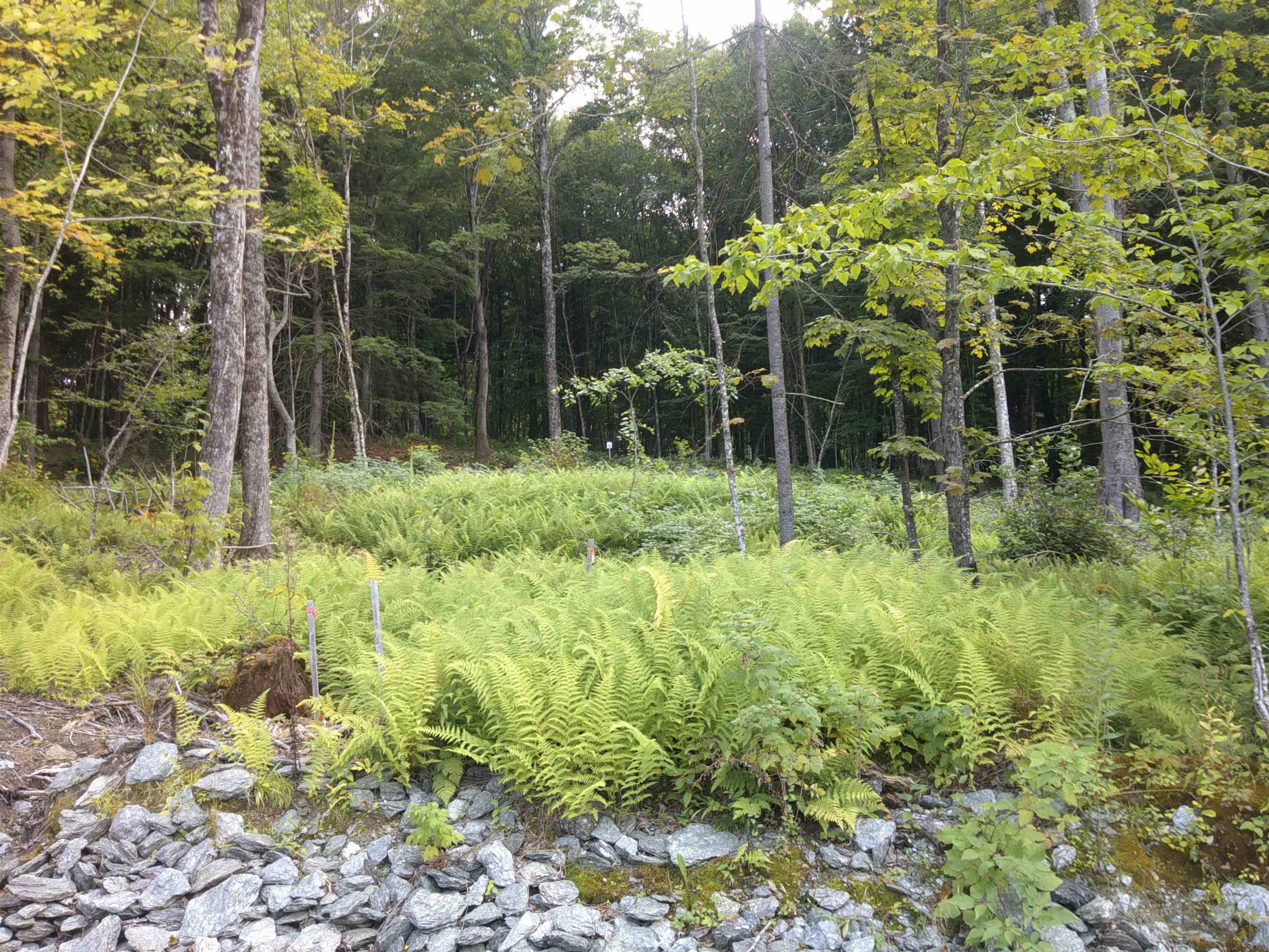 0 Dogwood Springs Road photo 13