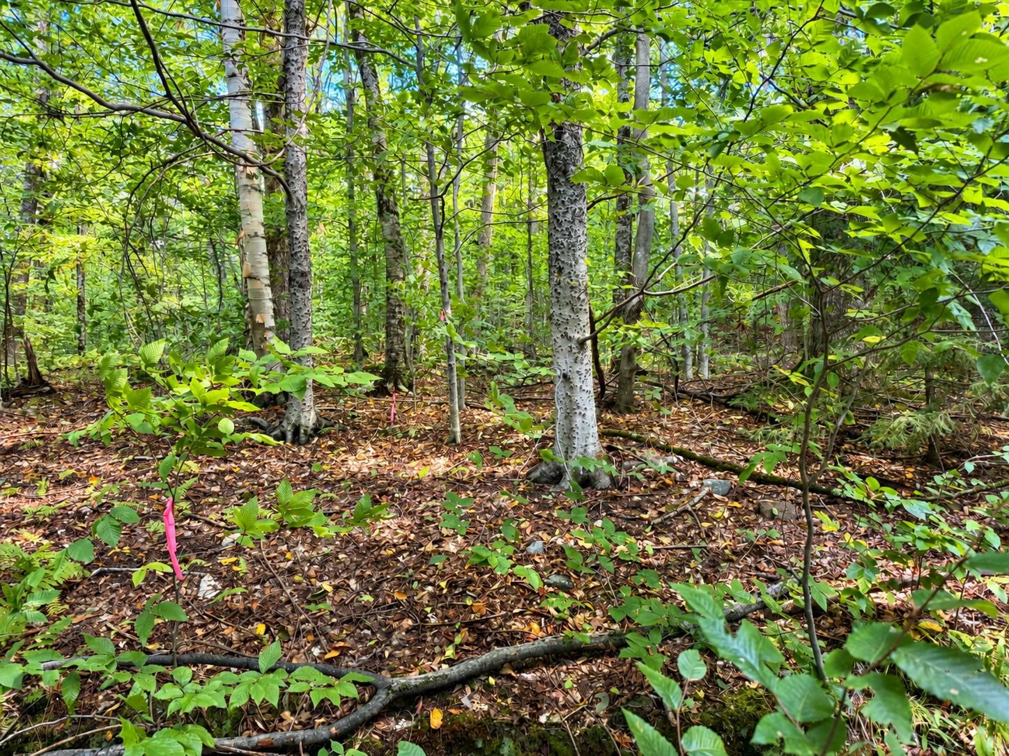 0 Montgomery Heights Road photo 15