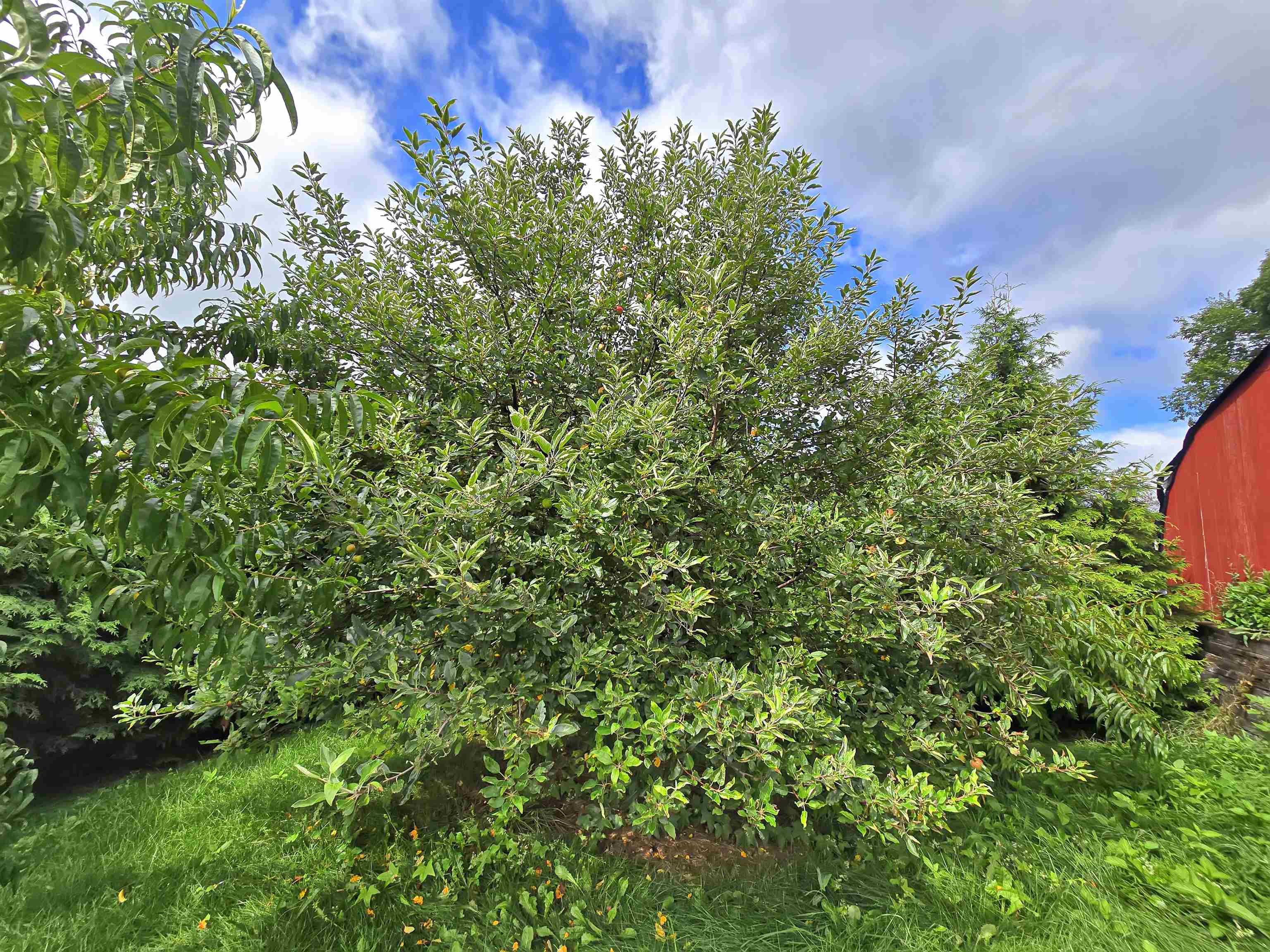 883 Goodrich Cross Road photo 52