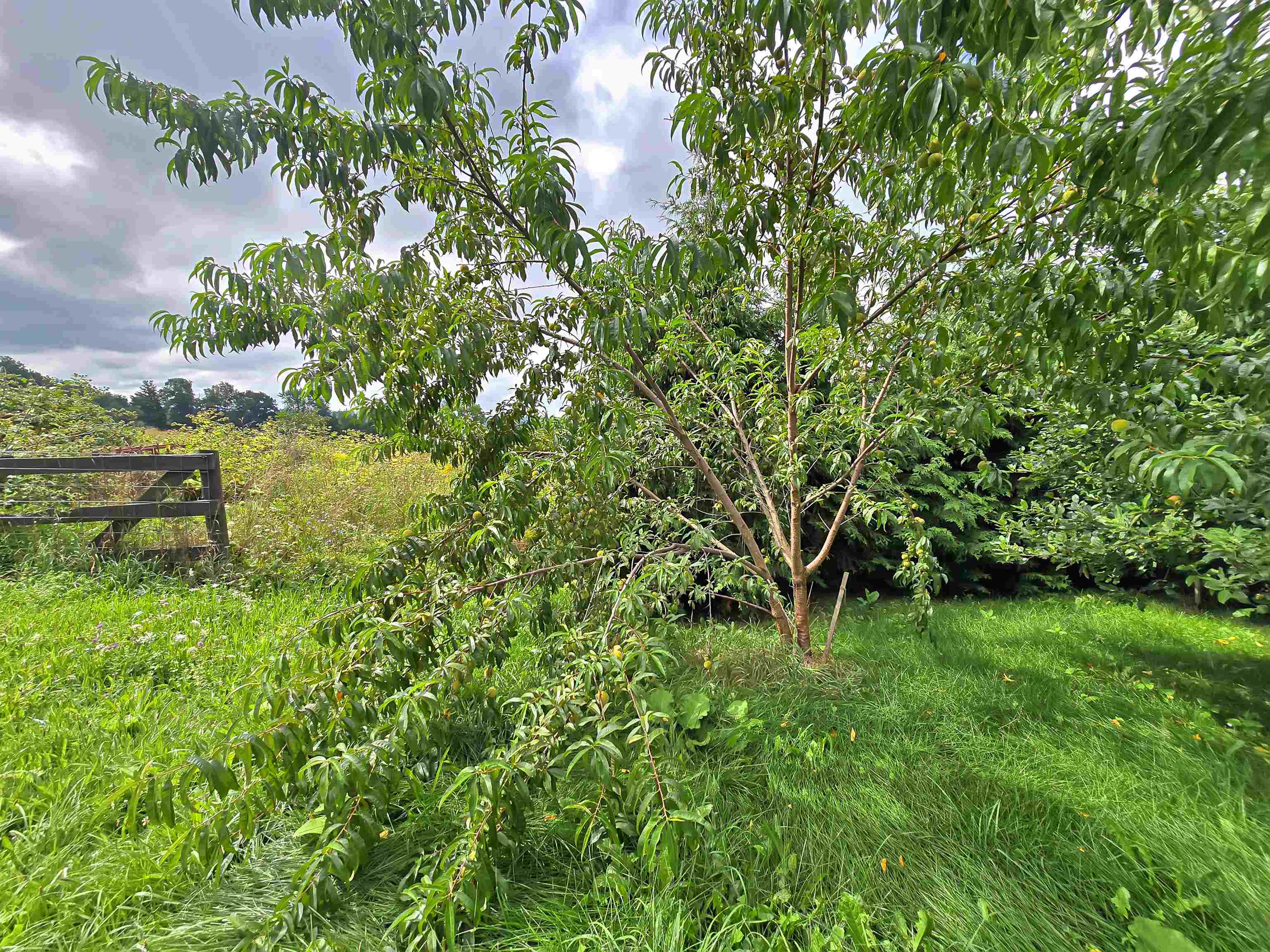 883 Goodrich Cross Road photo 53