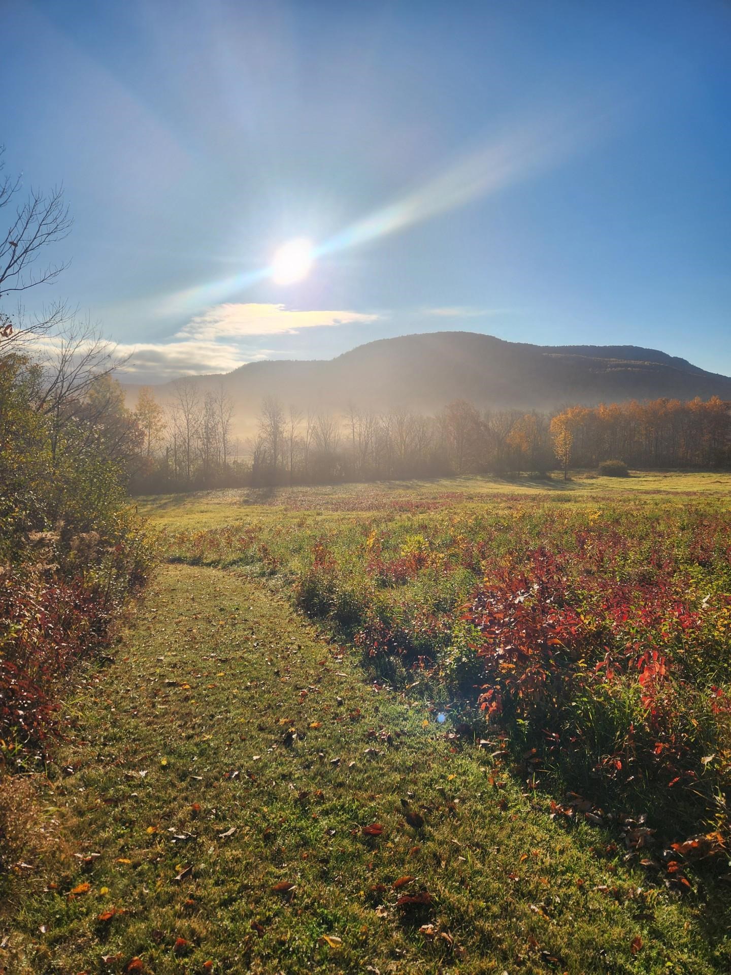 near TBD Forrest Road Bridport, VT 05734 Property 1 near TBD Forrest Road Bridport, VT 05734 Property 1