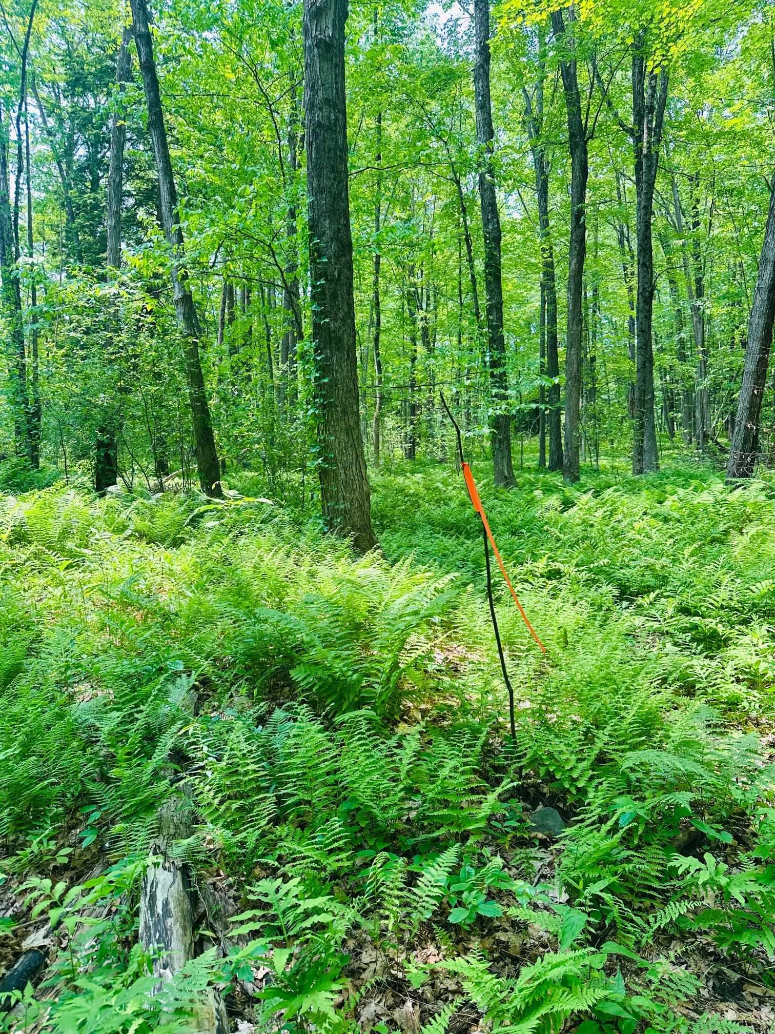 near 41 Old Depot Road Putney, VT 05346 Property 3