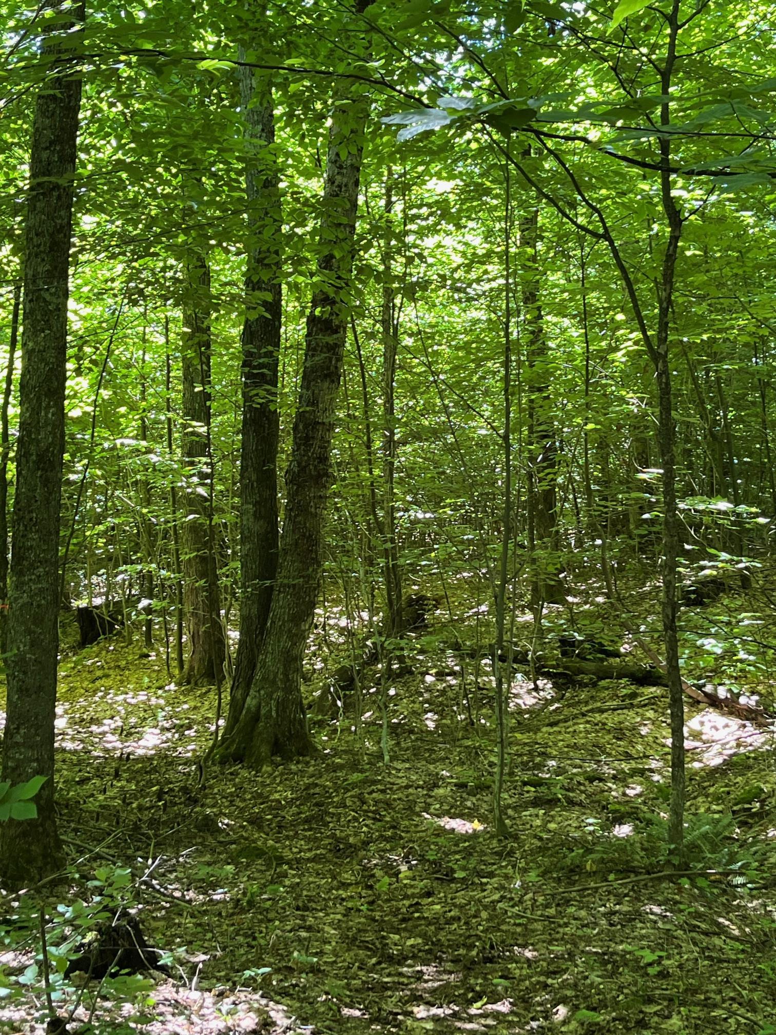 near Lot E/S VT Route 101 Troy, VT 05859 Property 2