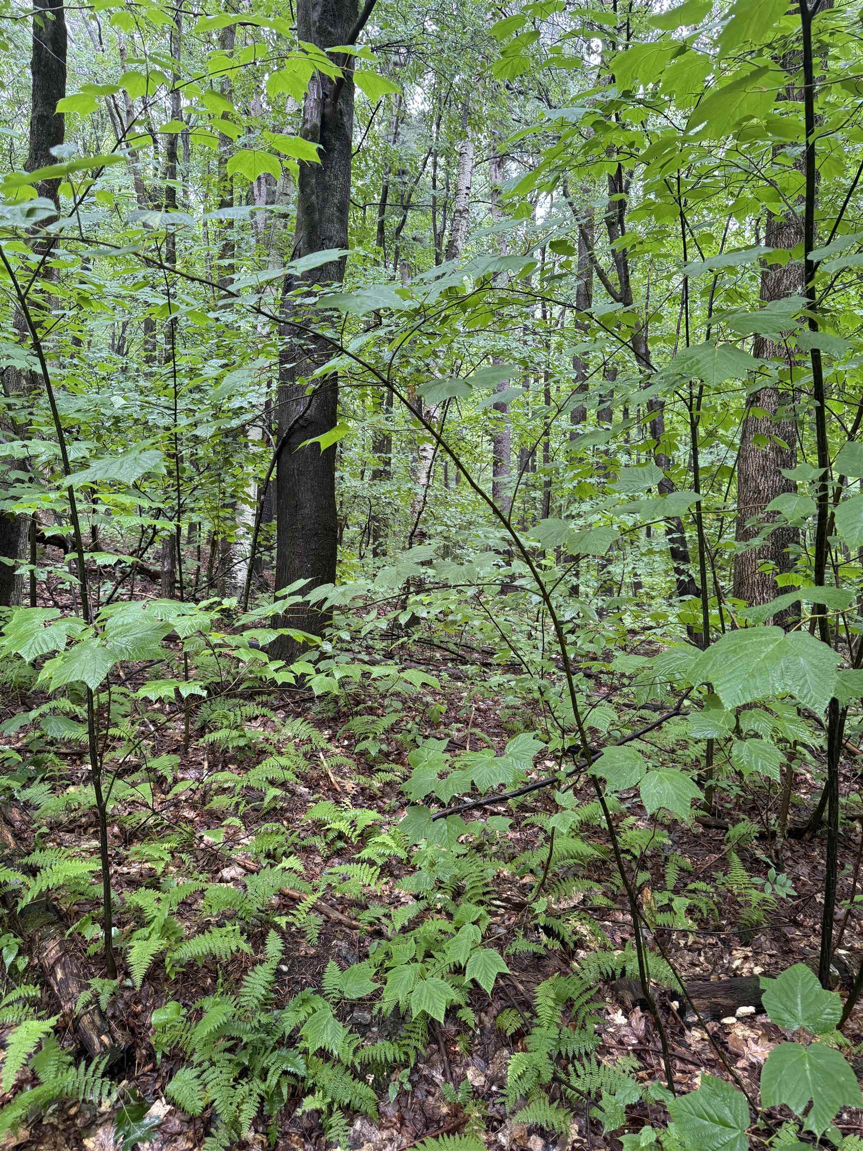 0 Grapevine Lane photo 2