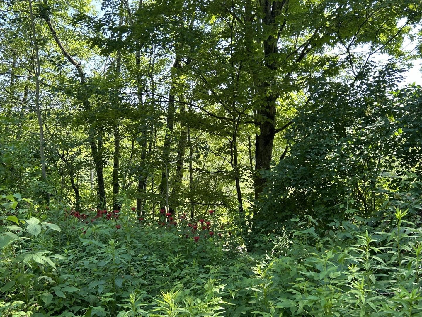 near Lot 3 Mason Hill North Starksboro, VT 05487 Property 2