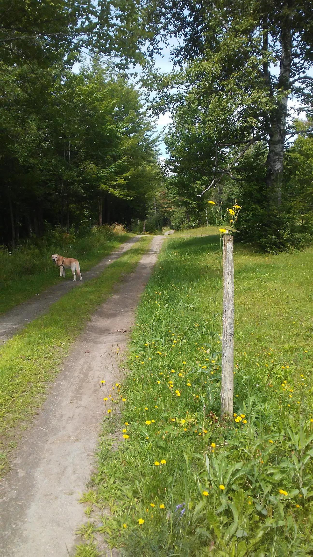 399 Dunbar Road photo 18