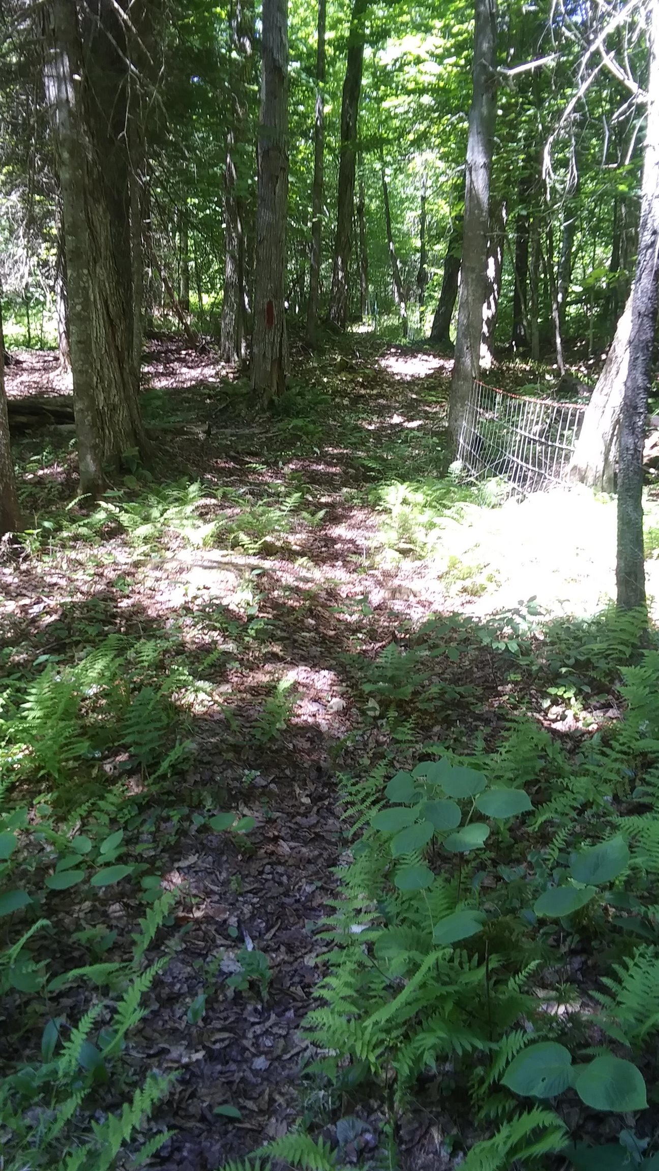 399 Dunbar Road photo 34