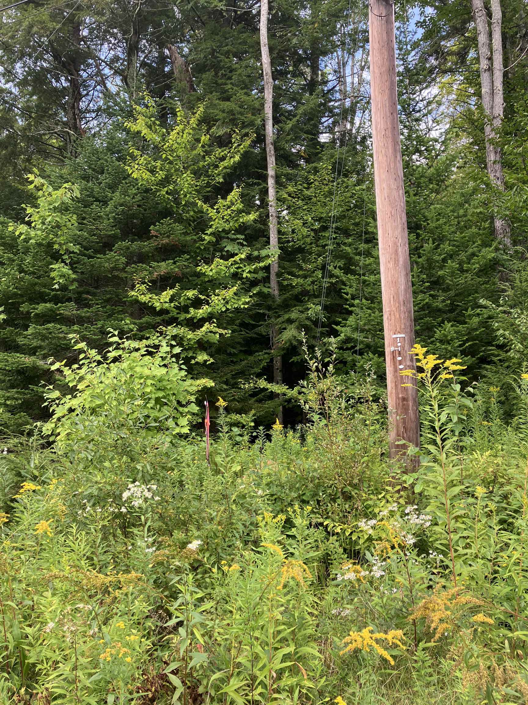 925 Porcupine Lane photo 2