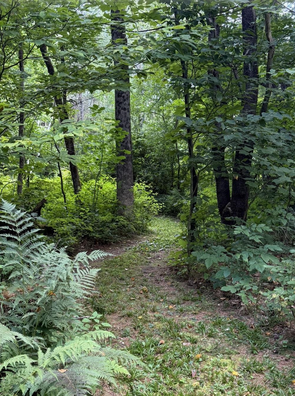208 JARVIS Road photo 4