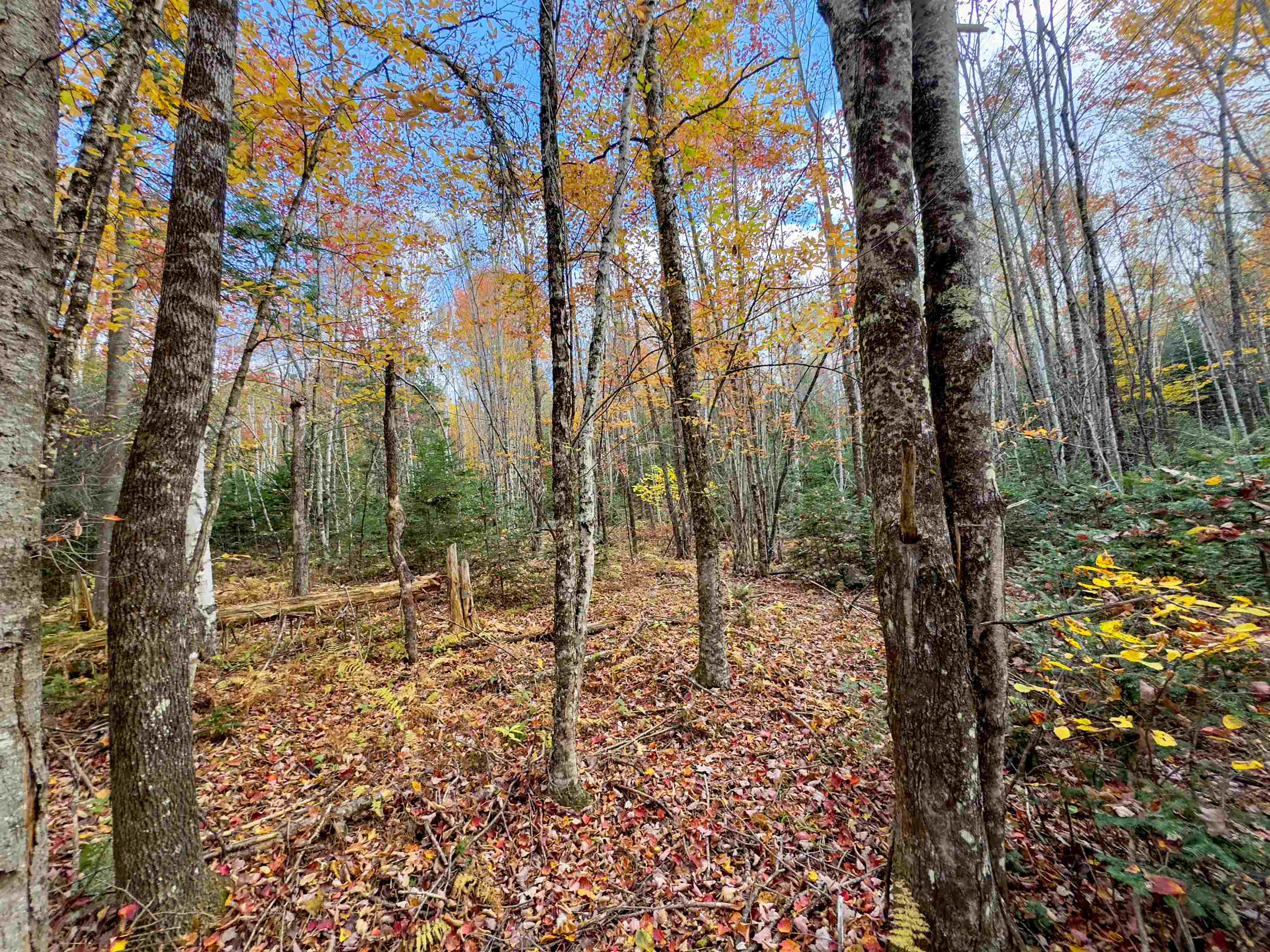near 0 Thomas West Road Lunenburg, VT 05906 Property 3