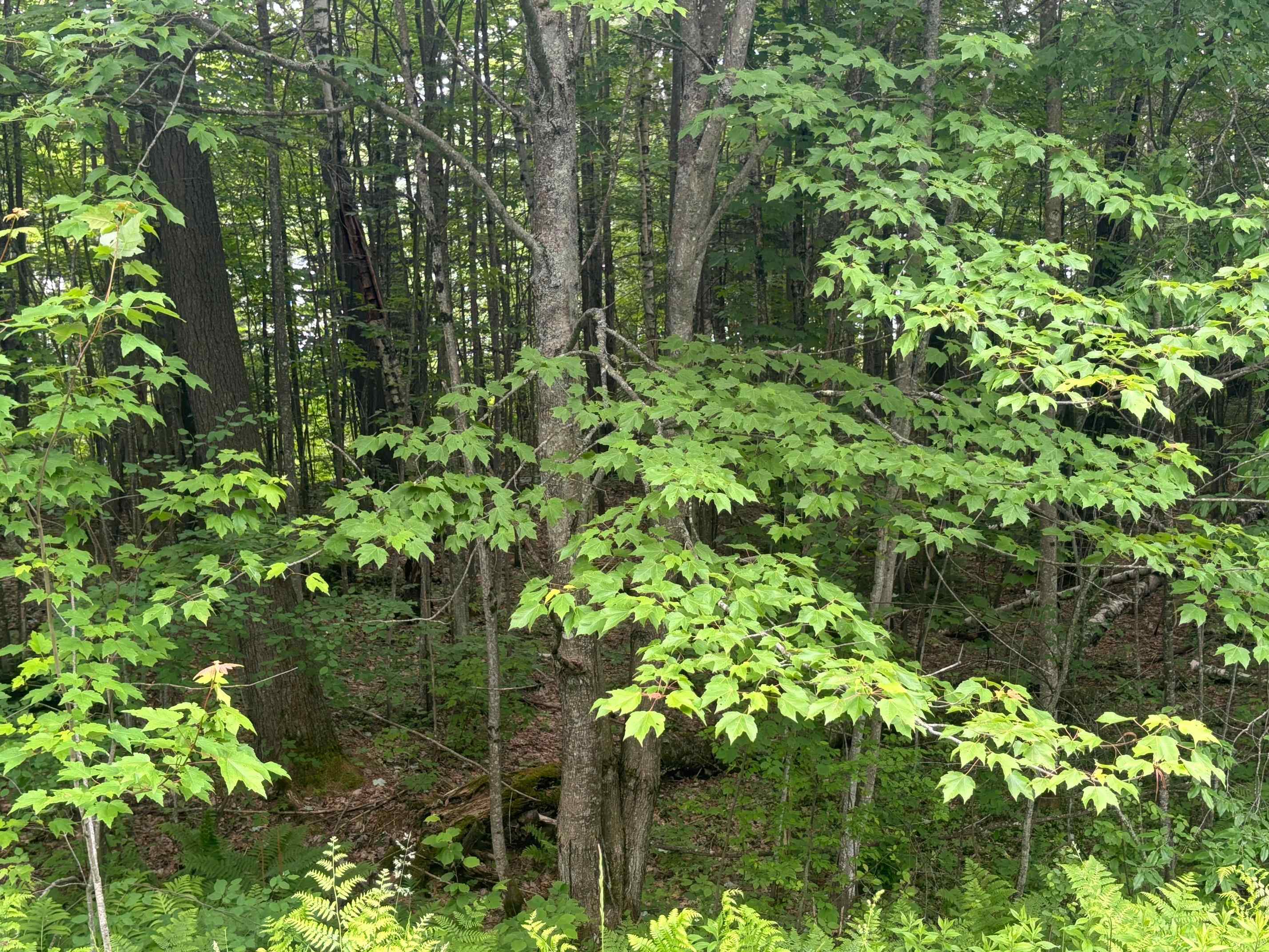 near 0 Atwood Road Brighton, VT 05846 Property 3