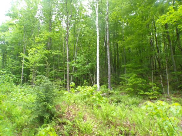 0 Foliage Lane