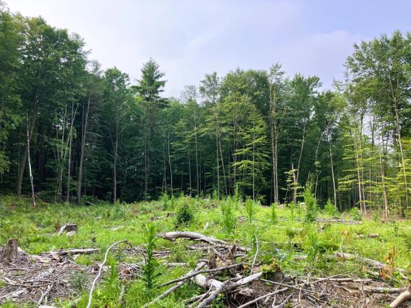 Lot 8 Fern Lake Road