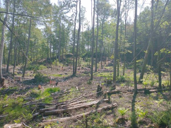 Part of 280 Davidson Hill Road