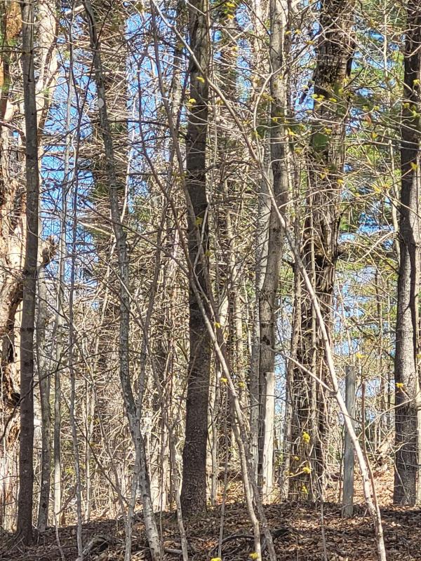 921 Coppermine Road