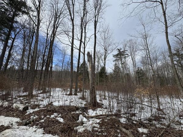 17 Chamberlain Drive