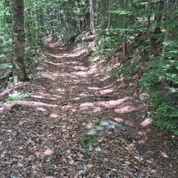 Lot 15 +37 acre Spruce Lane