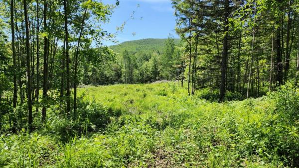 1400 Clark Mountain Road